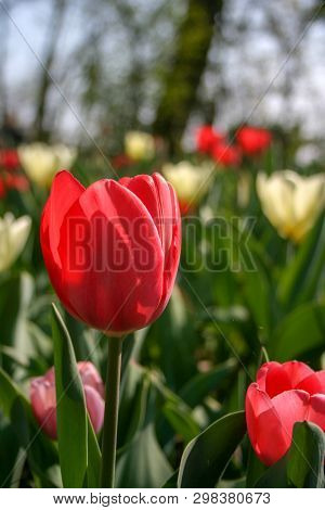 Beautiful Red And White Tulips With Green Leaves, Blurred Background In Tulips Field Or In The Garde