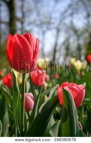 Beautiful Red And White Tulips With Green Leaves, Blurred Background In Tulips Field Or In The Garde