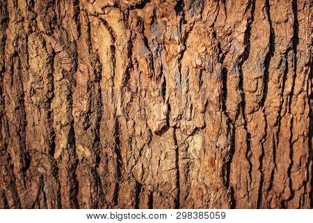 Bark Of A Large Old Tree Close Up On A Sunny Day