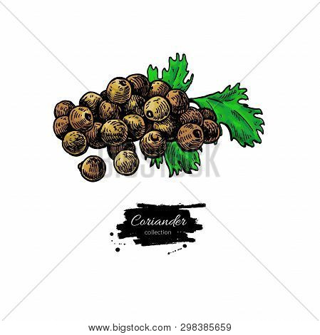 Coriander Seed Heap Vector Hand Drawn Illustration. Isolated Spice Object.
