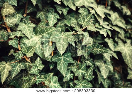 Lianas Cover A Wall, Leaves Of Different Shades Of Green, Texture, Background, Garden, Gradation, Co