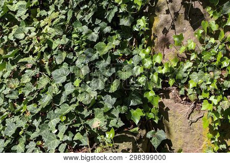 Ivy. Creeping Shrubs Clinging To Their Adventitious Roots Of The Walls