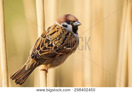 Sparrow Sits In A Reedbed At Sunset