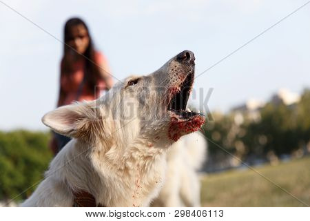 Angry Aggressive Barking Swiss Shepherd Dog Bites Protects Training