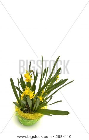 Daffodiles