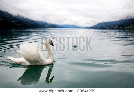 Bílá Labuť v mlze Lake
