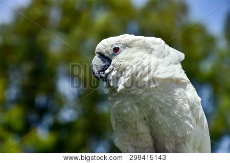 White Parrot Zoo, Pretty, Sulphur, Tree, Parrot Native Feather Avian Australian
