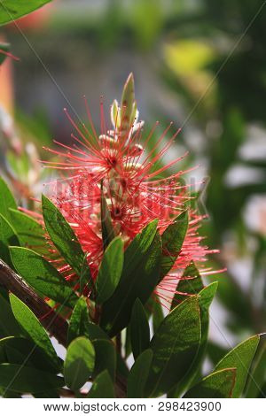 Callistemon Or Bottle Brush Flower. An Australian Native Plant. Close-up Of Red Needle-like Flower O