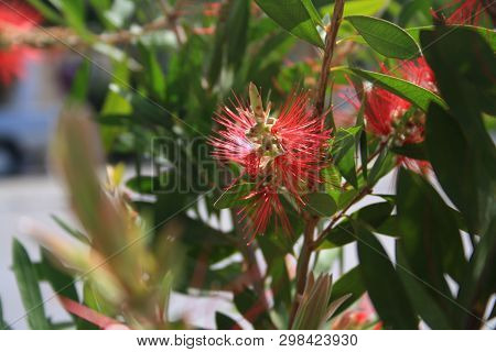 Callistemon Or Bottle Brush Flower. An Australian Native Plant. Close-up Of Red Needle-like Flower O
