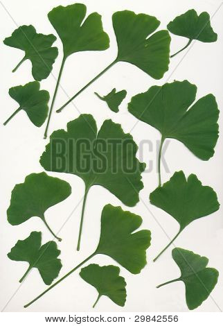hojas verdes del árbol de Ginkgo biloba japonés