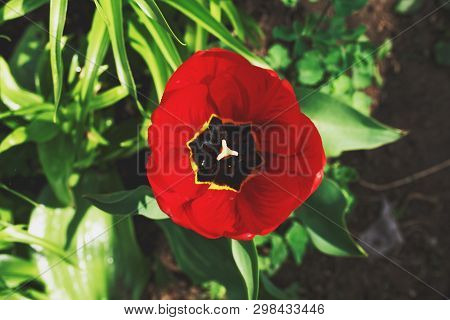 Open Bud Of A Red Tulp Flower Closeup, Selective Focus. Gardening Concept