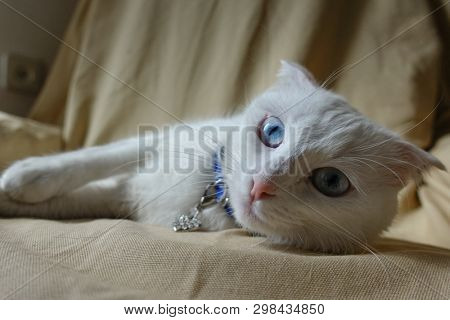 Cute white cat lay over the couch
