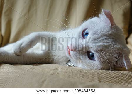 Cute white cat lay over the couch