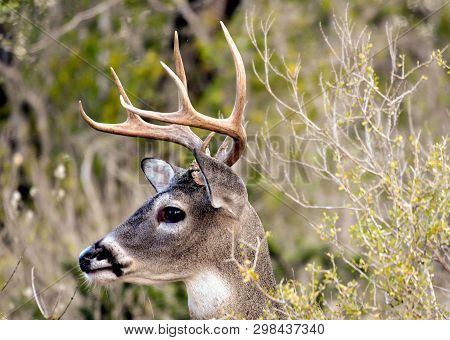 Antlered Buck Head Rising From The Brush