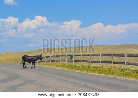 Escaped Black Donkey Walking On The Highway