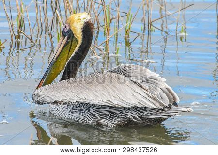 Brown Pelican Looking For Fish Near The Shore