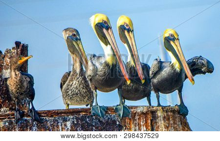 Row Of Brown Pelicans At The Beach
