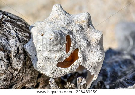 White Seashell And Driftwood On The Beach