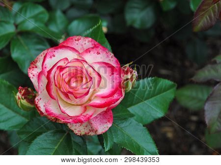 Closeup Of Pink And White Rose In Bloom