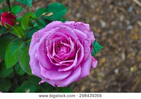 Closeup Of Pink Rose Flower In Bloom
