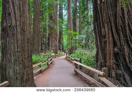 Walking Along The Path Through The California Redwoods