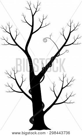 Silhouette Of Dead Tree With Vine Isolated On White Background.