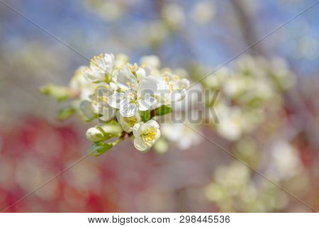 Flowering Fruit Tree. White Flower On A Tree Branch, Obect On A Blurred Background