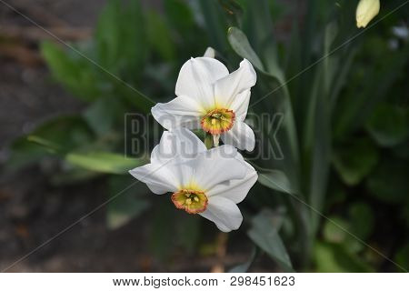 Colorful Spring Flower Cllose Up In My Garden