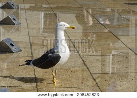 Lesser Black-backed Gull - Larus Fuscus 
Urban Seagull With Reflection In City Fountain