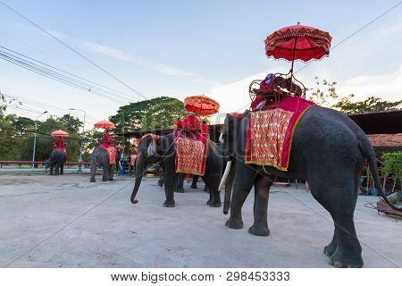 Ayutthaya Elephant Village & Royal Kraal Is A Place For Tourists To Ride On Elephant, Ayutthaya, Tha