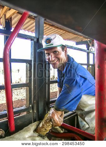 Londrina, Pr, Brazil, 10/23/2003. Veterinarian Examines And Initiates Artificial Insemination Work O