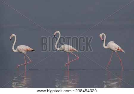 The Greater Flamingo, Phoenicopterus Roseus, Walking In Water With Reflection At Bhigwan, Pune, Maha