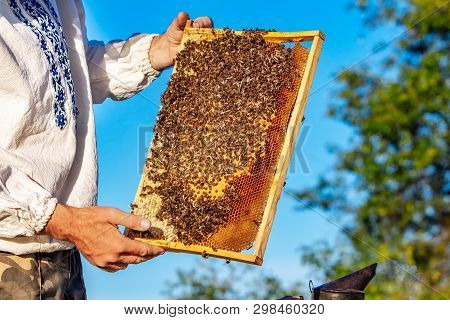 Beekeeper Is Working With Bees And Beehives On The Apiary. Frames Of A Bee Hive. Apiary Concept