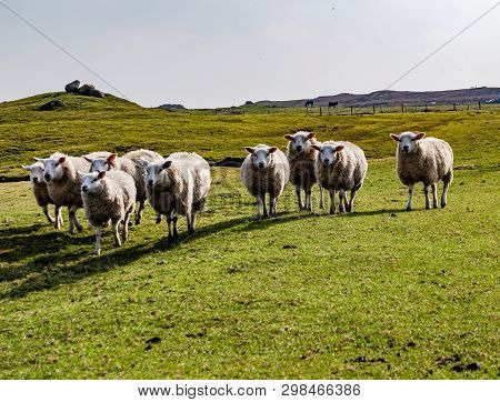 Funny Flock Of Staring Sheep Looking Into The Camera