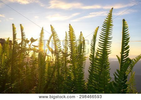 Nephrolepis Exaltata (the Sword Fern) With Sunset Or Sunrise Background.