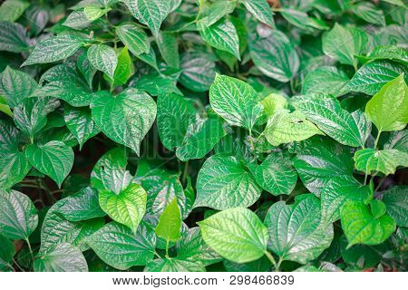 Piper Sarmentosum Plant. Leaves Of Piper Sarmentosum In Herb Garden. Nature Concept.