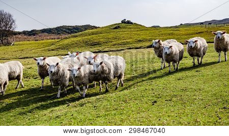 Funny Flock Of Staring Sheep Looking Into The Camera