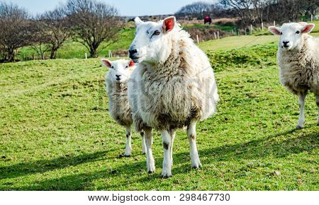 Funny Flock Of Staring Sheep Looking Into The Camera