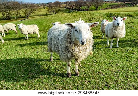 Funny Flock Of Staring Sheep Looking Into The Camera