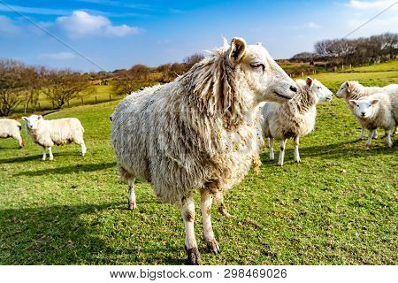 Funny Flock Of Staring Sheep Looking Into The Camera