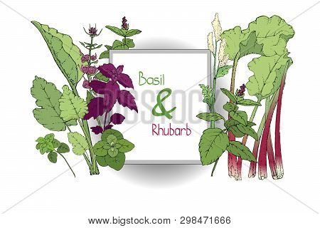 Vector Set Of Basil Plant And Rhubarb. Green And Purple Cinnamon And Italian Basil With Leaves And F