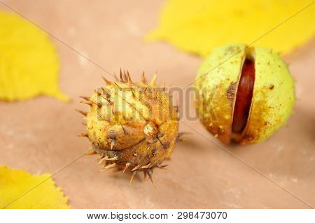 Chestnuts In The Shell Cupule - Horse Chestnut