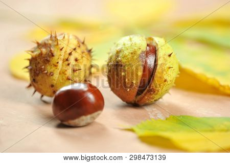 Chestnuts In The Shell Cupule - Horse Chestnut
