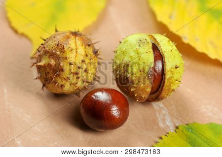Chestnuts In The Shell Cupule - Horse Chestnut