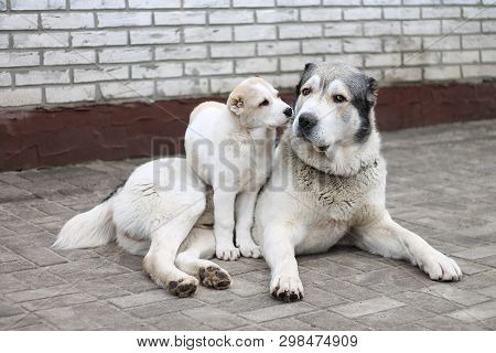 White Dog Cao. Cao Puppy. Dog Cao.