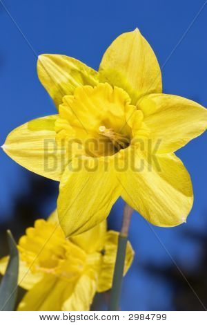 Primavera narcisi (Narcissus)