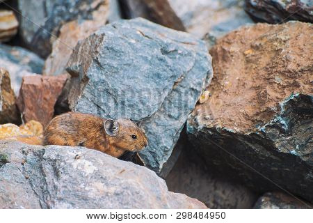 Pika Rodent On Stones In Highlands. Small Curious Animal On Colorful Rocky Hill. Little Fluffy Cute 