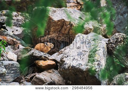 Pika Rodent On Stones In Highlands. Small Curious Animal On Colorful Rocky Hill. Little Fluffy Cute 