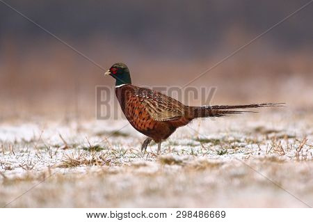 Common Pheasant Male, Phasianus Colchicus Game Bird In Snow