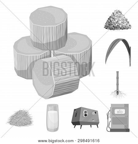 Vector Illustration Of Sugarcane And Cane Icon. Set Of Sugarcane And Field Stock Symbol For Web.